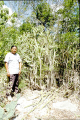 Opuntia gaumeri
