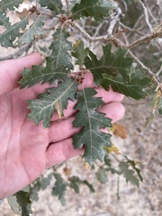 Quercus × munzii