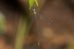 Synlestes selysi