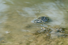 Malayemys macrocephala