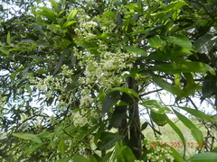Acacia rhodoxylon