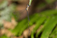 Synlestes selysi
