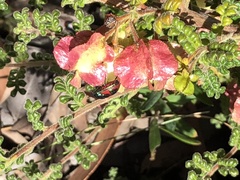 Dodonaea pinnata