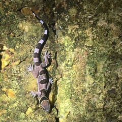 Hemidactylus kyaboboensis