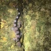 West African Forest Gecko - Photo (c) Justin Miller, some rights reserved (CC BY-NC-ND), uploaded by Justin Miller