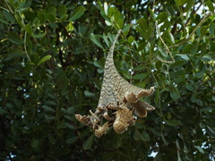 Dermatophyllum secundiflorum