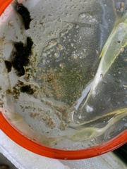 Daphnia magna