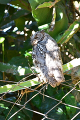 Megascops trichopsis