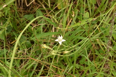 Wahlenbergia cuspidata
