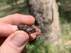 Auscala spinosa
