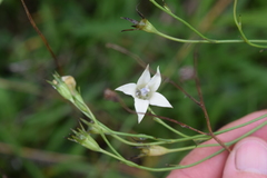 Wahlenbergia cuspidata