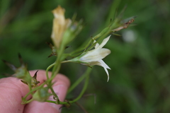 Wahlenbergia cuspidata