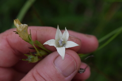 Wahlenbergia cuspidata