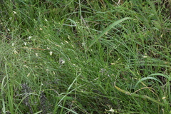 Wahlenbergia cuspidata
