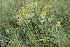 Helichrysum aureum