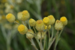 Helichrysum aureum