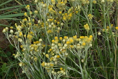 Helichrysum aureum