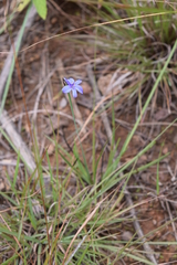 Aristea torulosa
