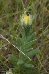 Helichrysum auriceps