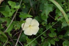 Thunbergia neglecta