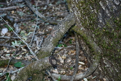 Toxicodendron diversilobum