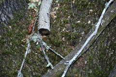 Toxicodendron diversilobum