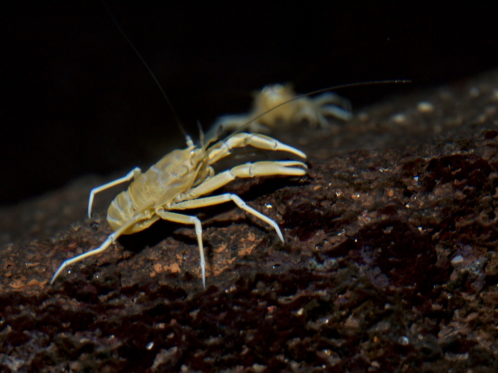 Blind Cave Crab