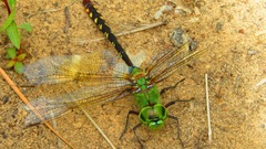 Anax gibbosulus