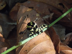 Tinolius eburneigutta