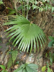 Livistona chinensis