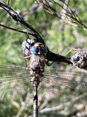 Austroaeschna subapicalis