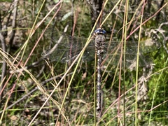 Austroaeschna subapicalis