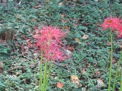 Lycoris radiata