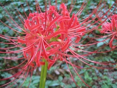 Lycoris radiata