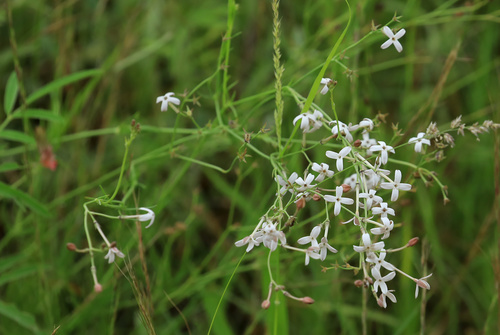 Image of Kohautia caespitosa by (c) Wynand Uys, some rights reserved (CC BY)