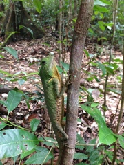 Lyriocephalus scutatus