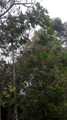 Hibiscus macrophyllus