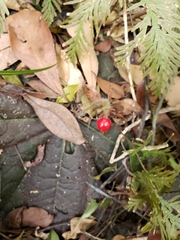 Ardisia primulifolia