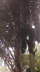 Arenga pinnata