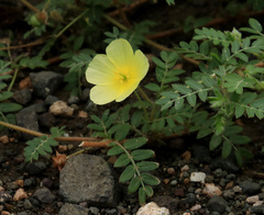 Tribulus zeyheri