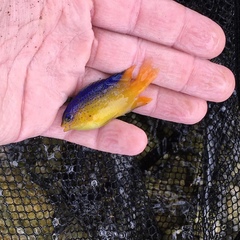 Stegastes leucostictus