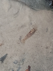 Caridina serrata