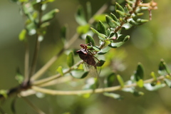 Palapsalta circumdata