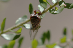 Palapsalta circumdata