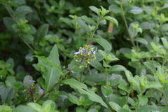 Aneilema dregeanum