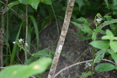 Aneilema dregeanum