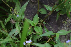 Aneilema dregeanum