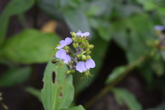 Aneilema dregeanum