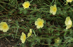 Tribulus zeyheri