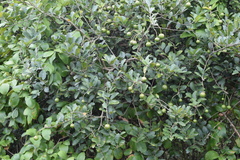 Capparis tomentosa